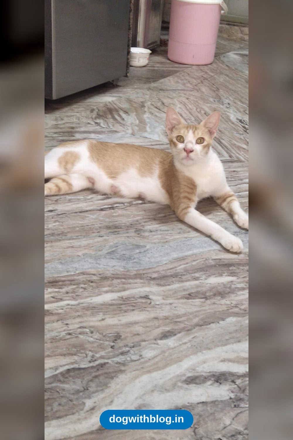 Three Female Cats, From 1 Month to 1.5 Years Old, Need a Home in Ahmedabad