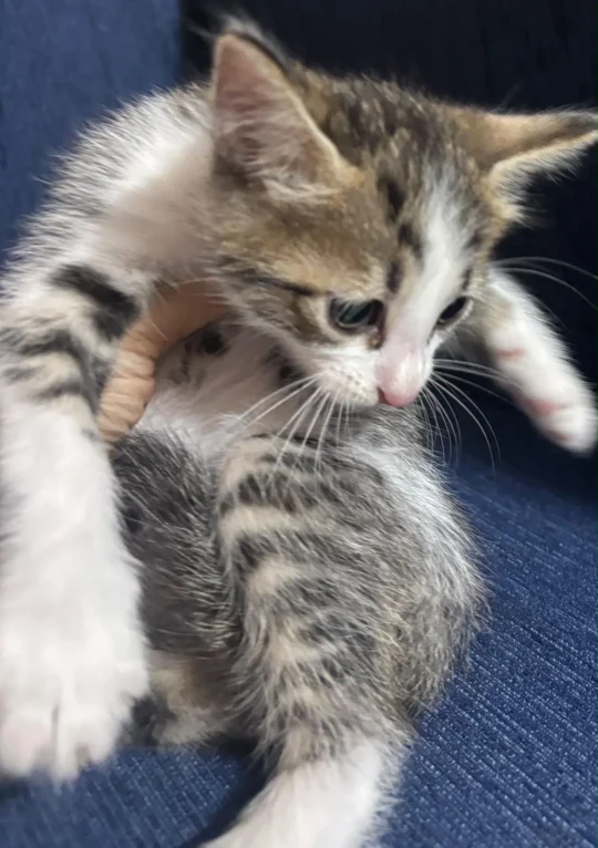 Four 2-Month-Old Kittens, Three Boys and a Girl, Need Homes in Delhi NCR