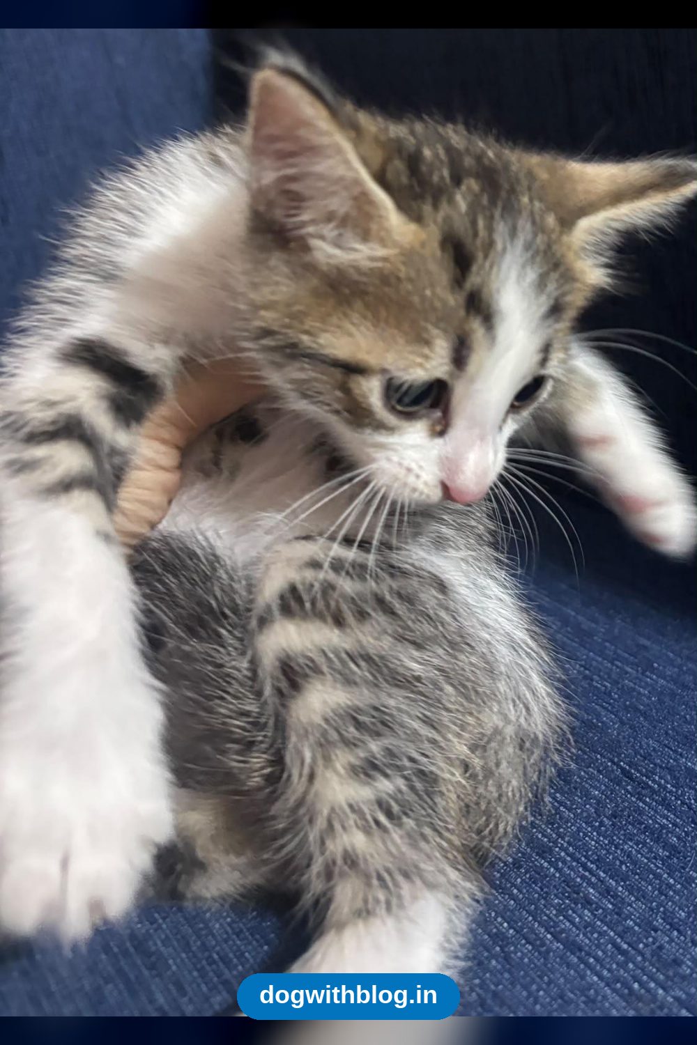 Four 2-Month-Old Kittens, Three Boys and a Girl, Need Homes in Delhi NCR