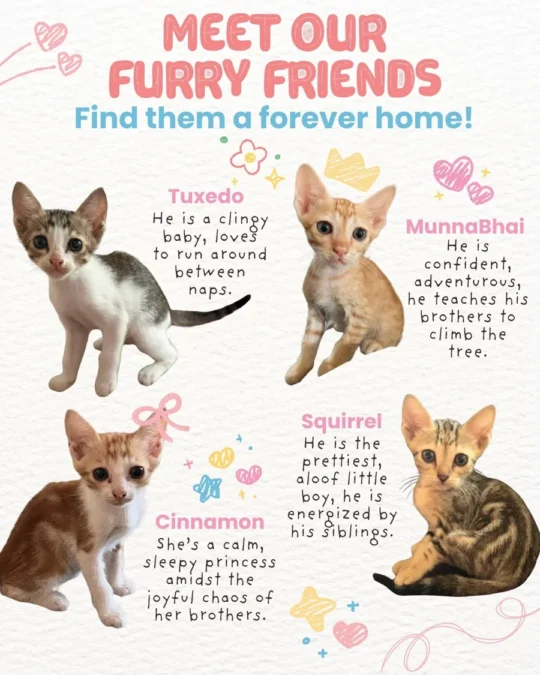 Tuxedo, MunnaBhai, Squirrel and Cinnamon, Four Litter-Trained Kittens in Versova, Need Homes, adoptable cat in Mumbai