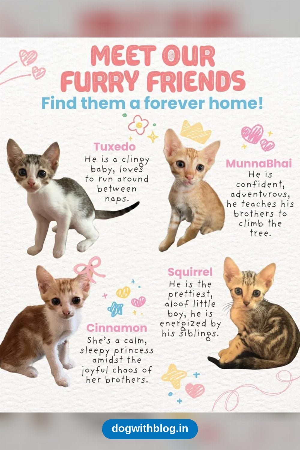 Tuxedo, MunnaBhai, Squirrel and Cinnamon, Four Litter-Trained Kittens in Versova, Need Homes — Mumbai