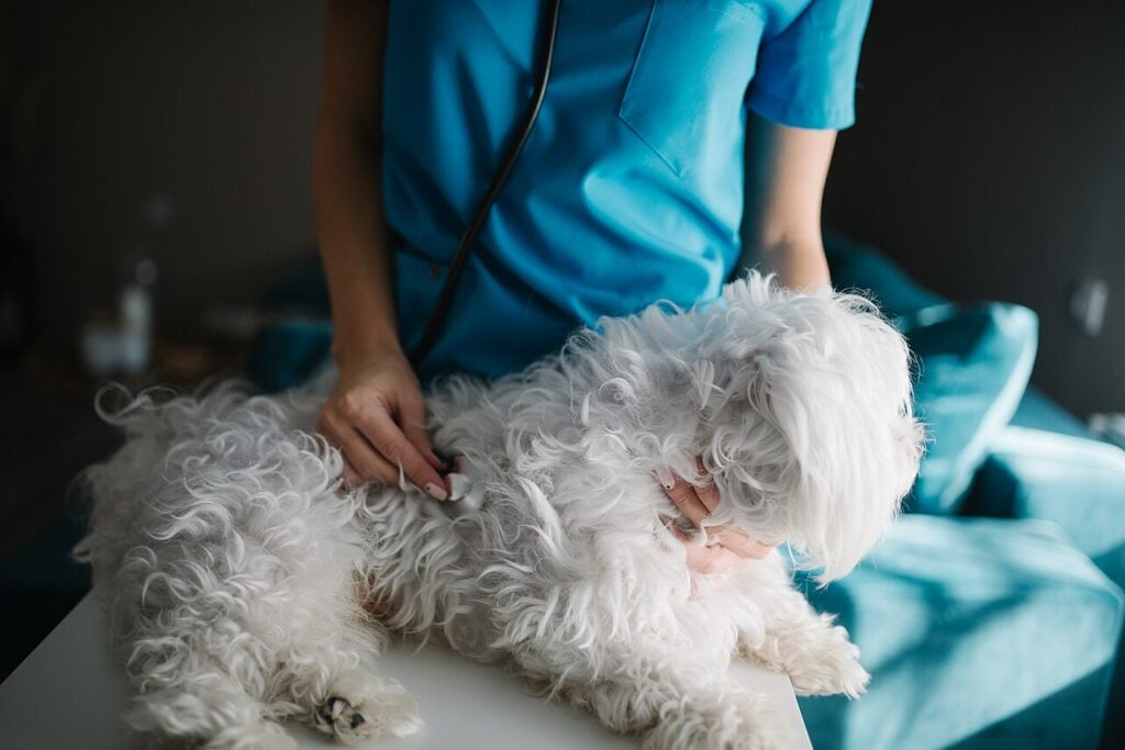 A veterinarian examining a dog, the first step if you suspect pyometra in dogs