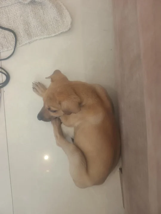 45-Day-Old Street Puppy in Viman Nagar Needs a Loving Home, adoptable dog in Pune