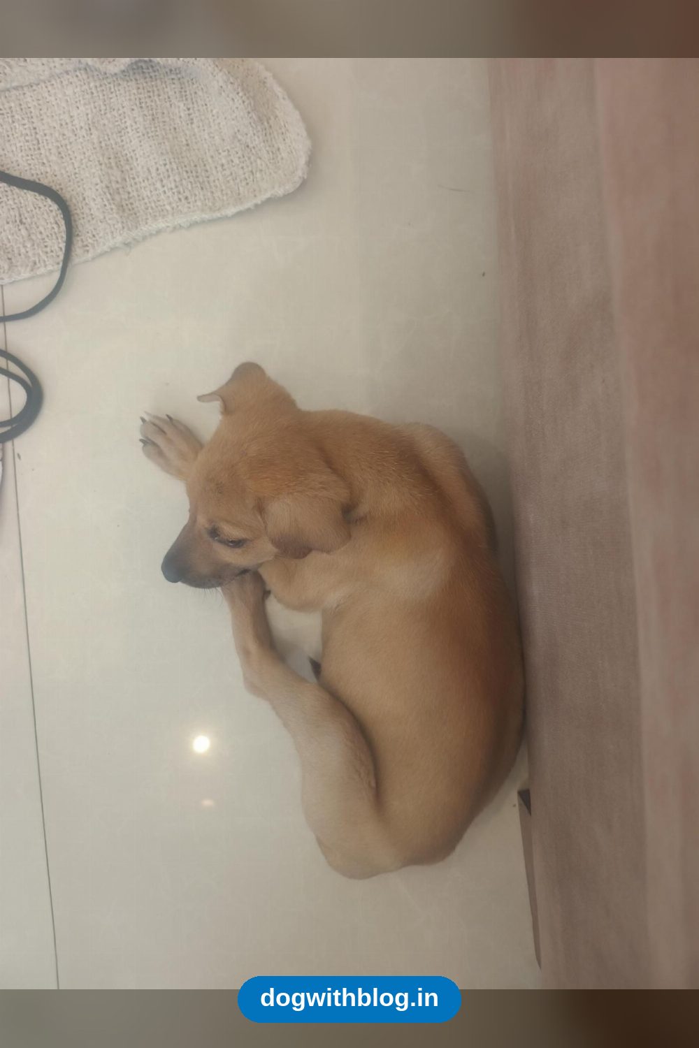 45-Day-Old Street Puppy in Viman Nagar Needs a Loving Home in Pune