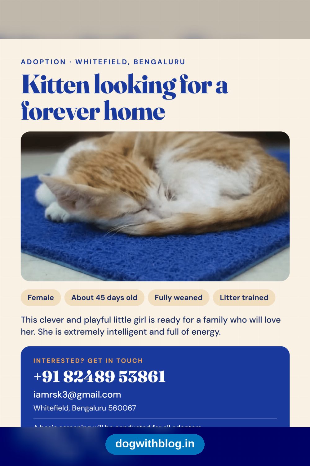 Abandoned 45-Day-Old Orange Kitten, Female and Litter Trained, Needs a Home in Bengaluru