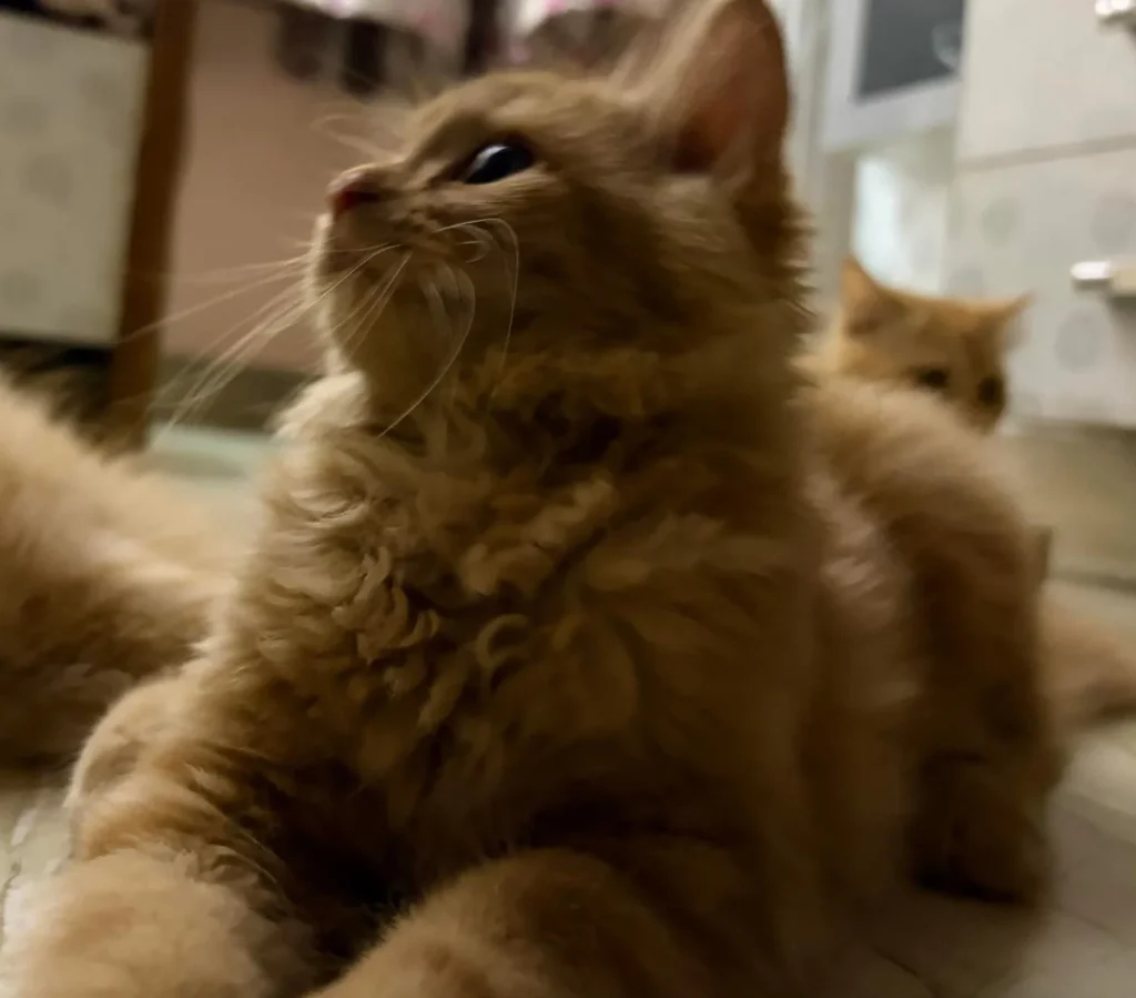 Fluffy ginger Persian kitten looking upward, with a second kitten blurred behind it