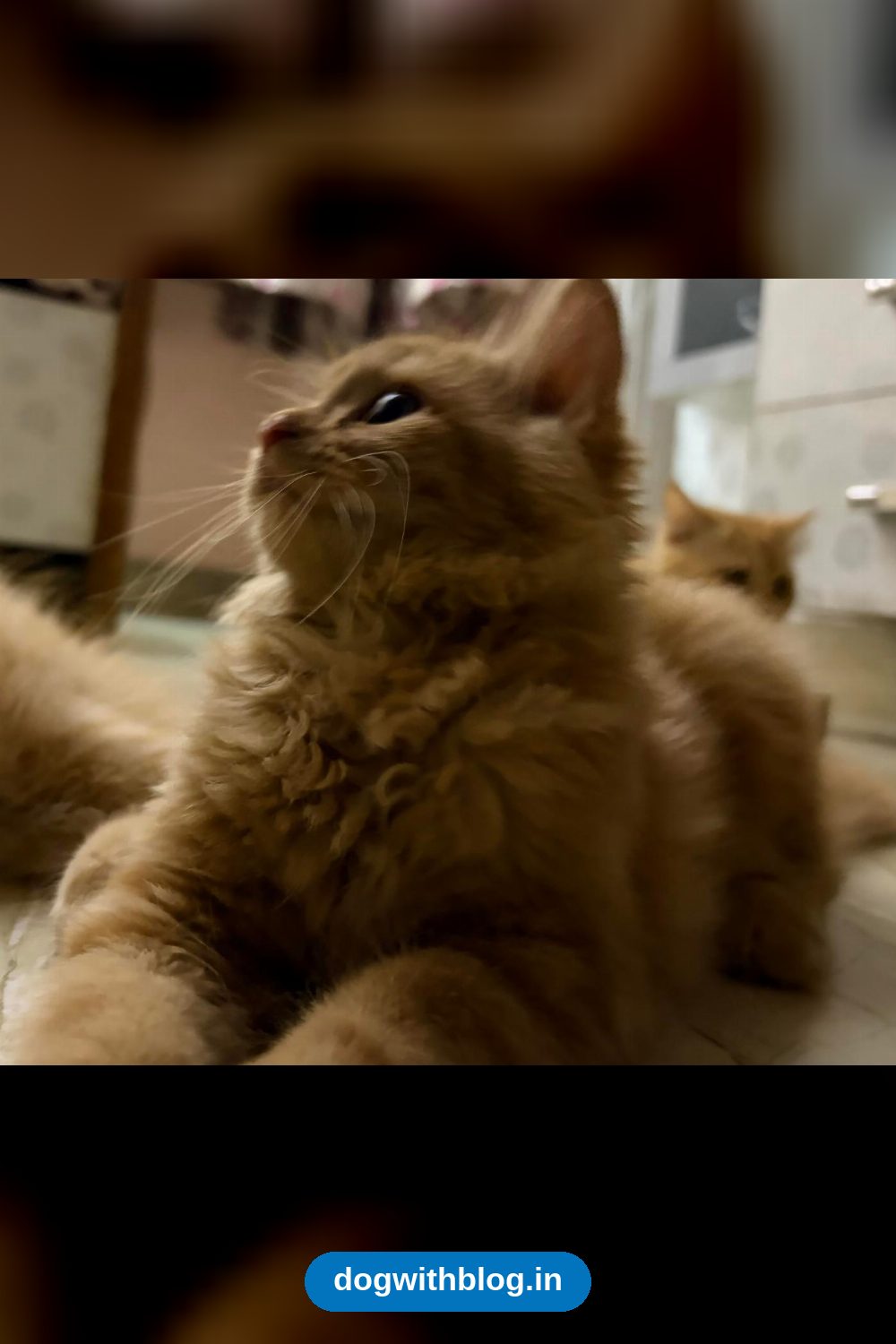 Two Three-Month-Old Persian Kittens Born at Home Need a Family — Delhi NCR