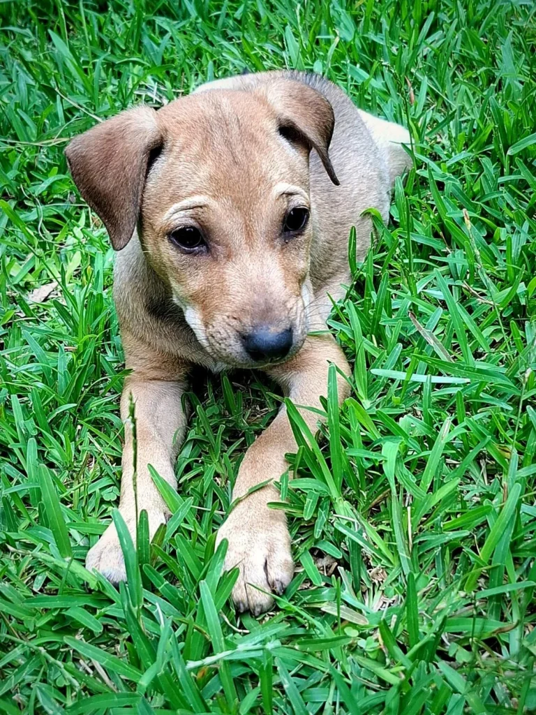 Tan puppy with a dark muzzle and folded ears lying on green grass and looking at the camera. Milo, a female puppy in Bengaluru