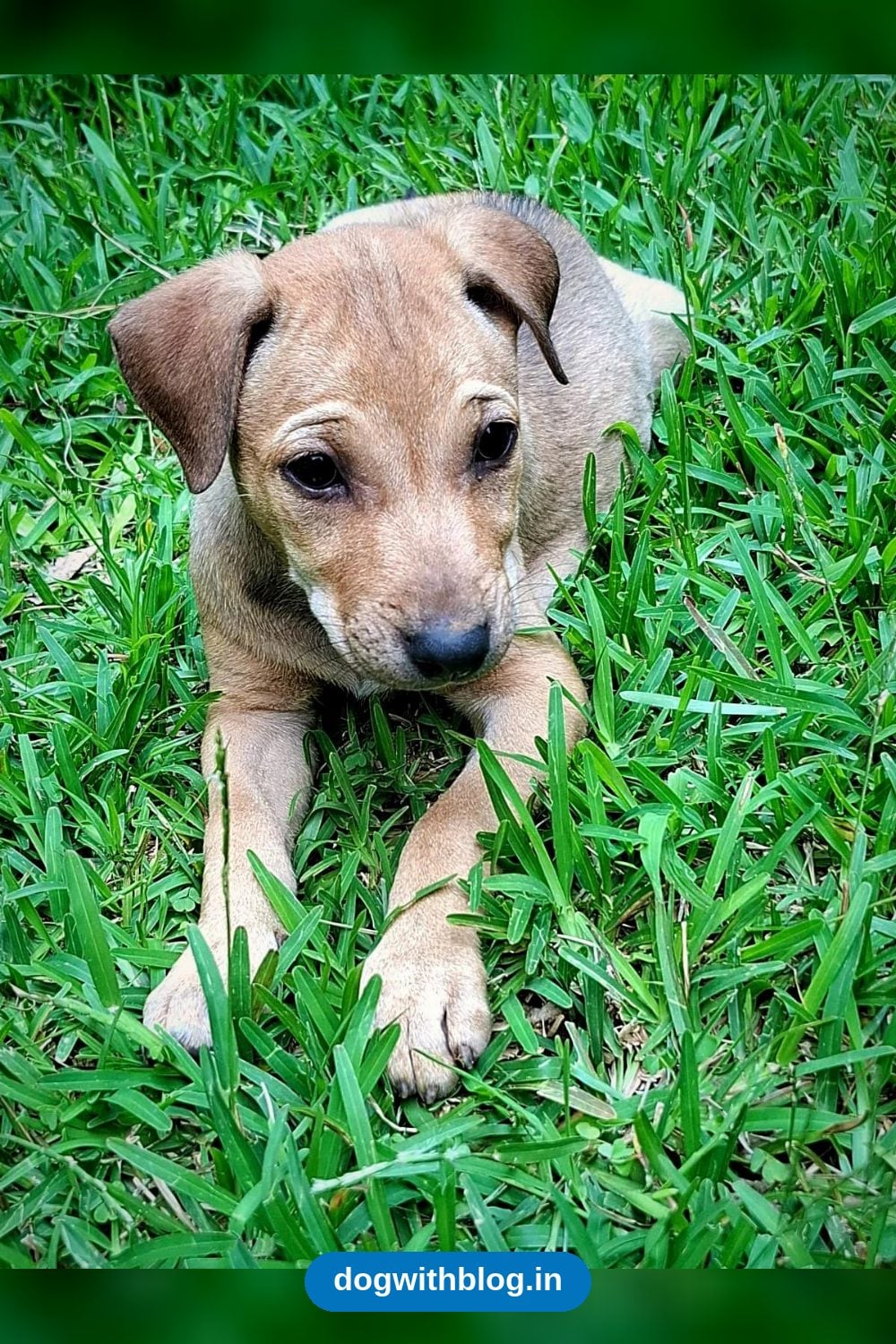 Milo, a Curious Vaccinated Female Puppy Born in HSR Layout, Needs a Home — Bengaluru
