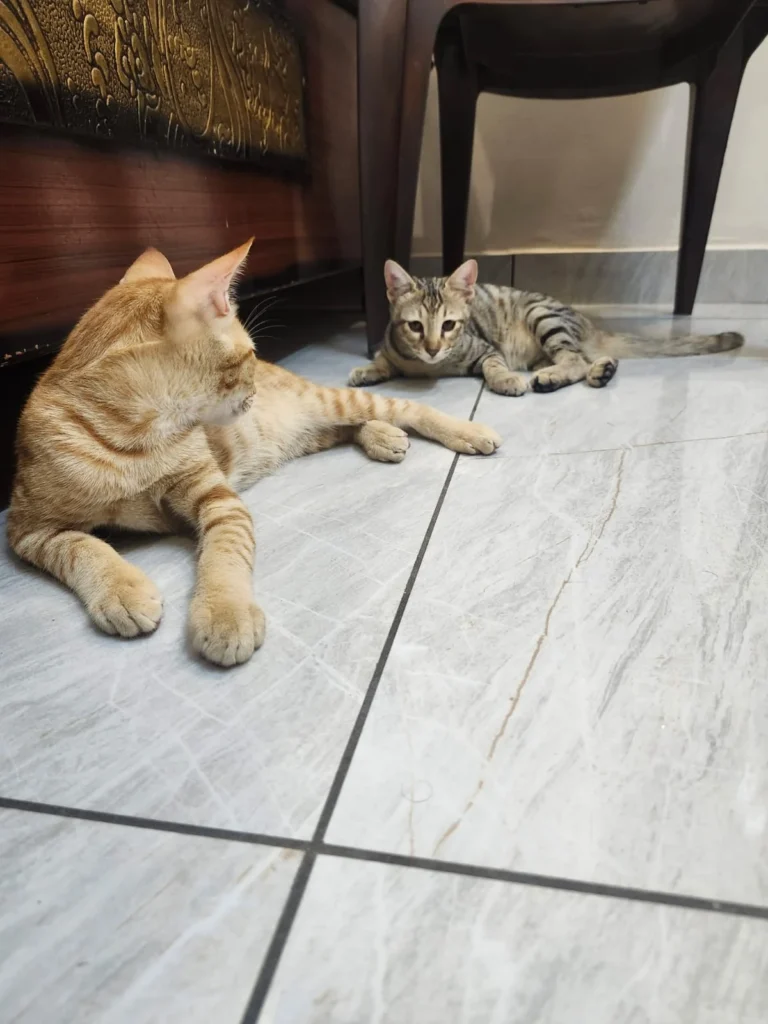 Two kittens on a grey marble-pattern floor, a ginger tabby lying in the foreground and a smaller grey tabby behind it
