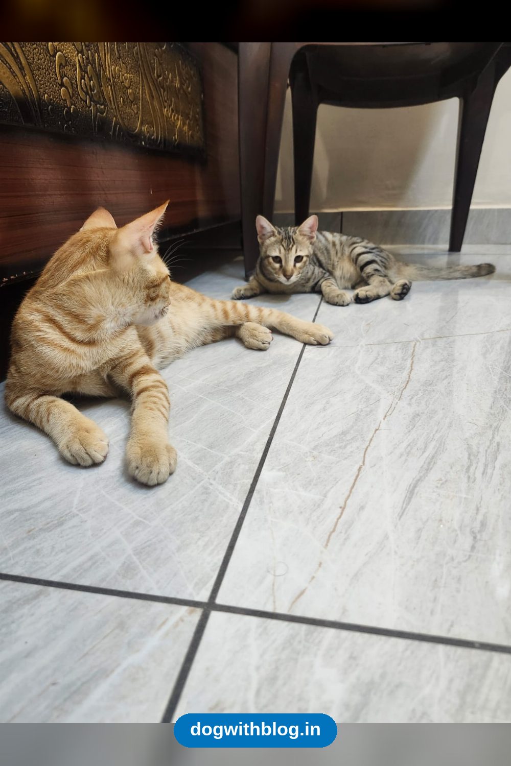 A Boy and a Girl Kitten, Three Months Old, Hope to Be Adopted as a Pair — Jalandhar