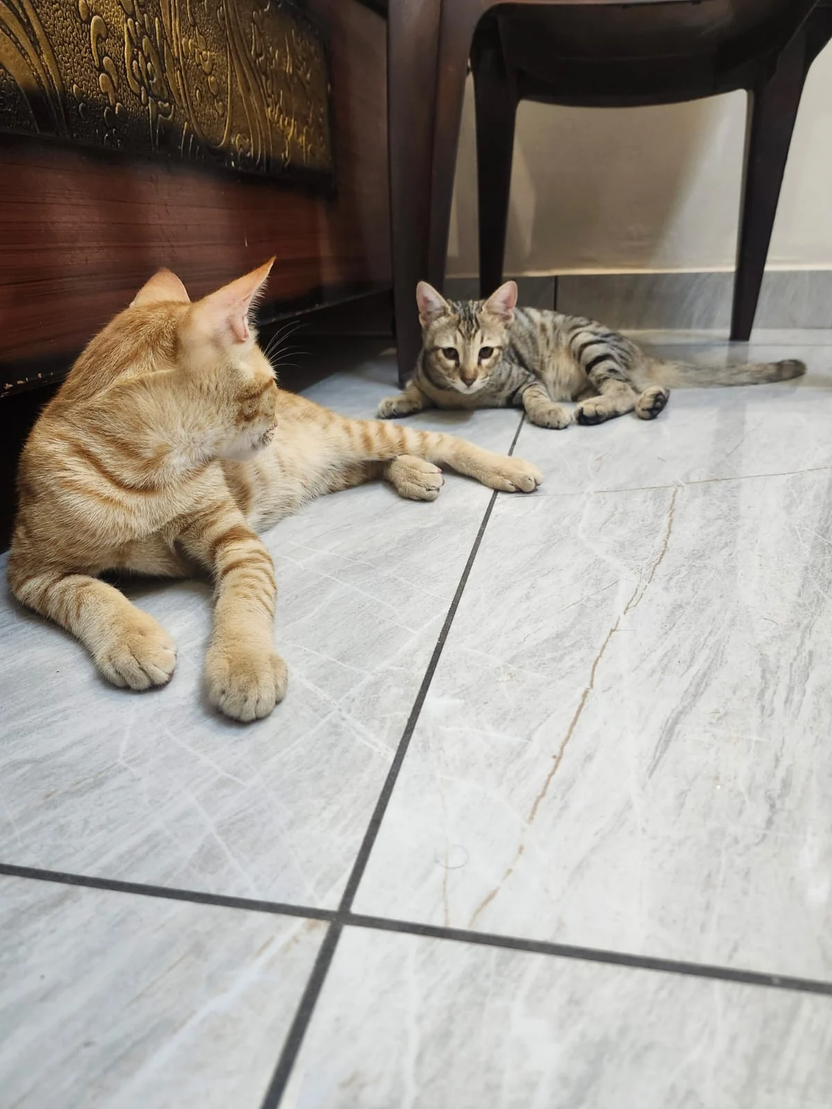 A Boy and a Girl Kitten, Three Months Old, Hope to Be Adopted as a Pair in Jalandhar