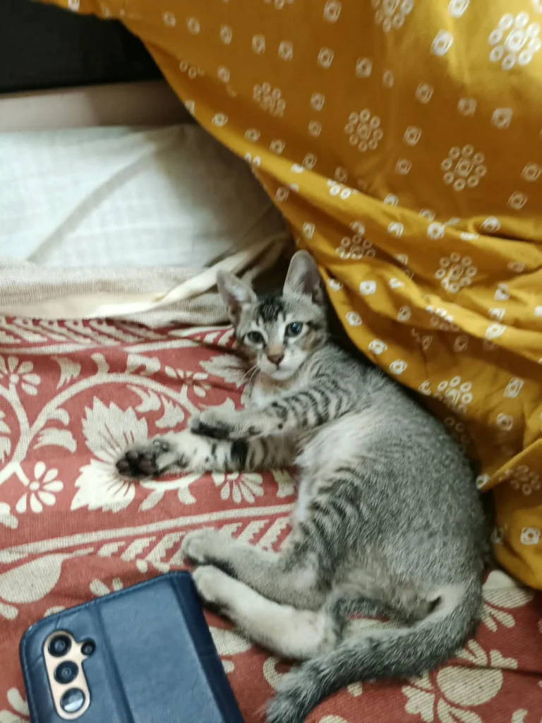 Grey tabby kitten lying on a red patterned bed beside a blue phone case, found near a dumpster and up for adoption in Mumbai