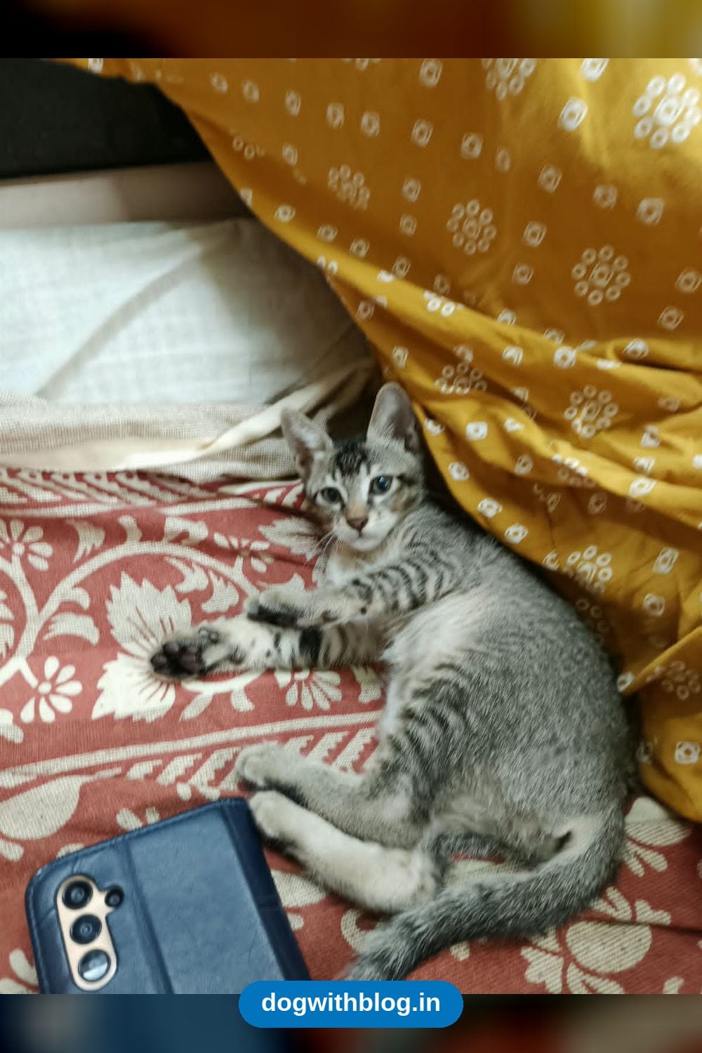 A Calm Kitten Found Near a Dumpster, About 1.5 Months Old, Needs a Home — Mumbai