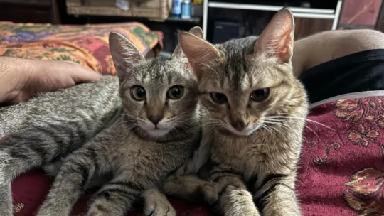 Cheeto and Cherry, Two 7-Month-Old Kitten Siblings, Need a Home Together, adoptable cat in Chandigarh