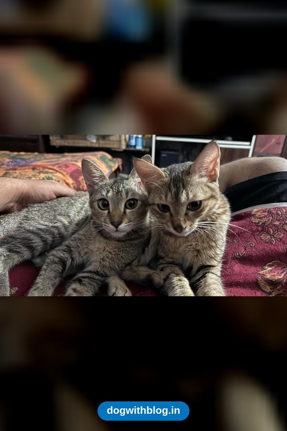 Cheeto and Cherry, Two 7-Month-Old Kitten Siblings, Need a Home Together — Chandigarh
