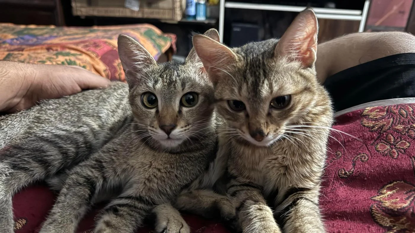 Cheeto and Cherry, Two 7-Month-Old Kitten Siblings, Need a Home Together in Chandigarh
