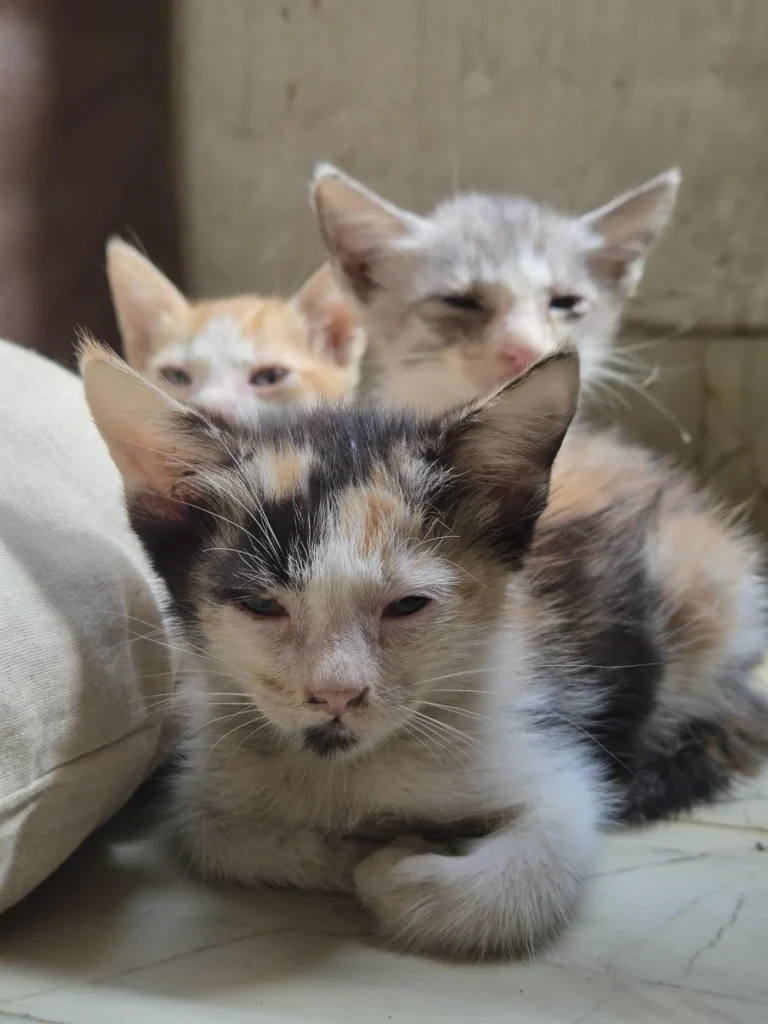 Three kittens close together on a floor, a calico in front with an orange and white kitten and a grey tabby behind it, rescued in Okhla, Delhi