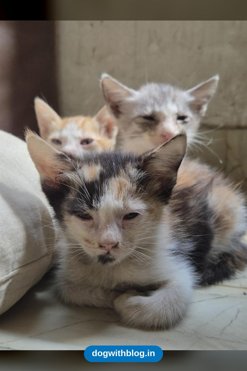 Three Rescued Kittens, About 1.5 to 2 Months Old, Need Homes If Their Mother Does Not Return — Delhi NCR