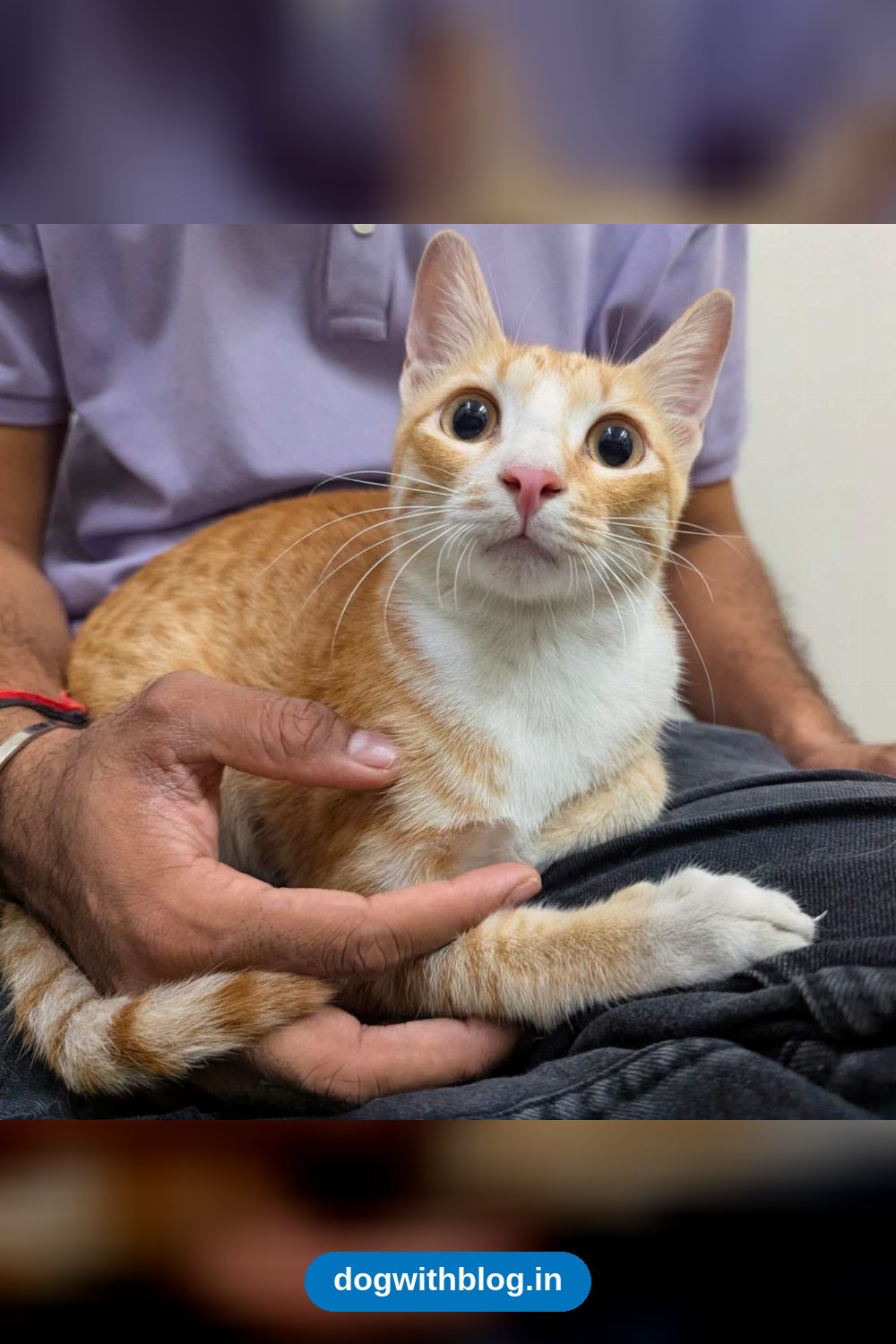 Woody, a Friendly 4-to-5-Month-Old Kitten, Needs an Indoor Home — Thane