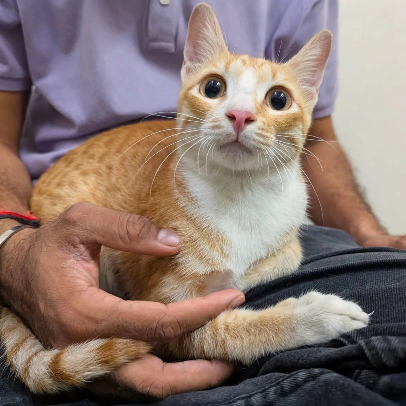 Woody, a Friendly 4-to-5-Month-Old Kitten, Needs an Indoor Home in Thane