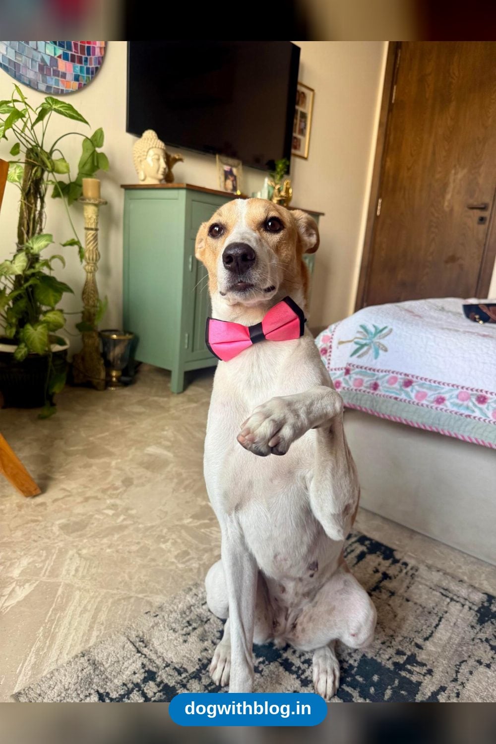 Julie, a One-Year-Old Indie Girl Left Behind When Her Owner Moved, Needs a Foster or Home — Delhi NCR