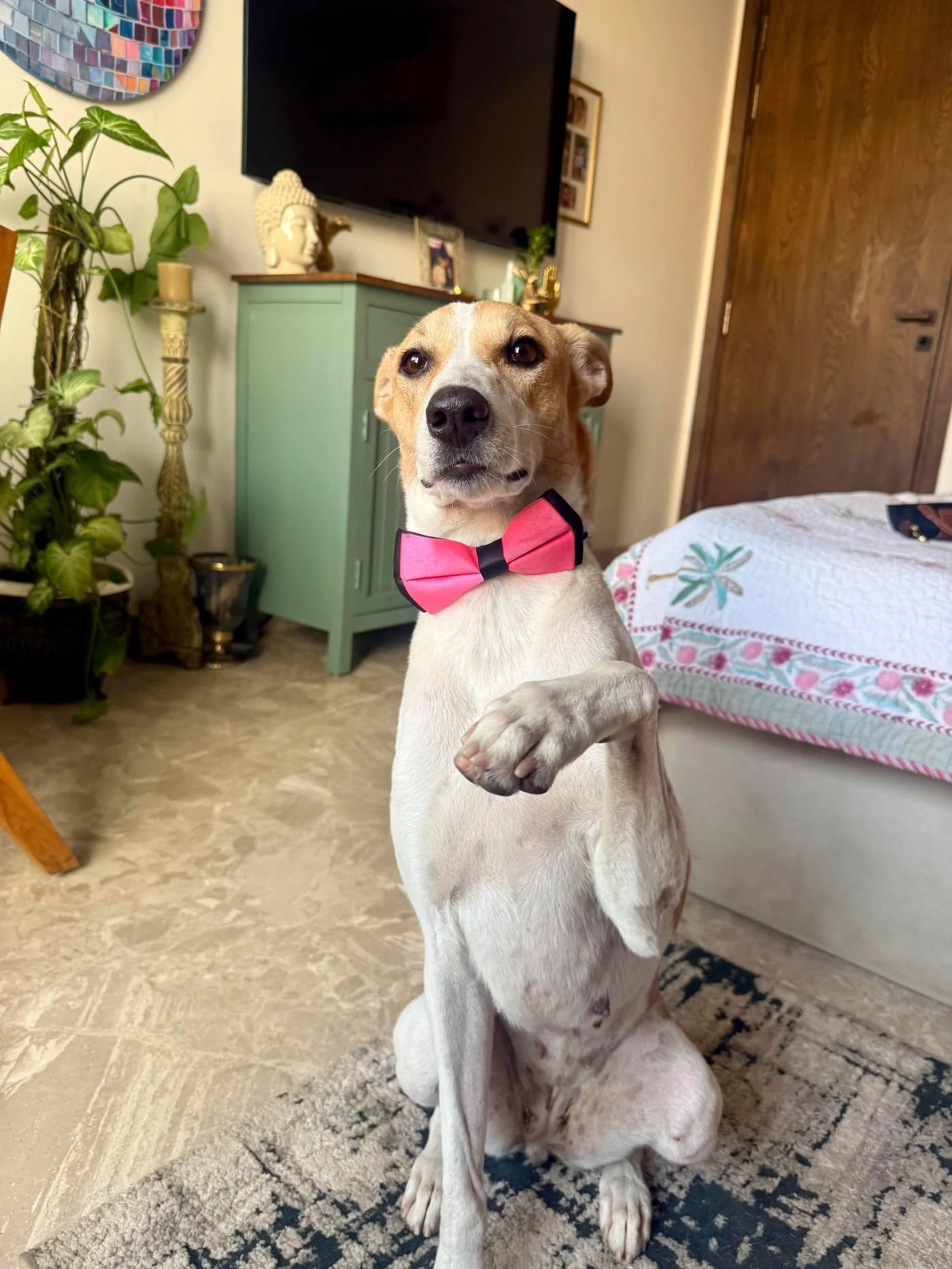 Julie, a One-Year-Old Indie Girl Left Behind When Her Owner Moved, Needs a Foster or Home in Delhi NCR