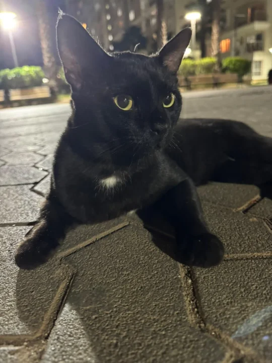 Noir, a Gentle Black Cat Who Was Let Go, Needs a Second Chance, adoptable cat in Bengaluru