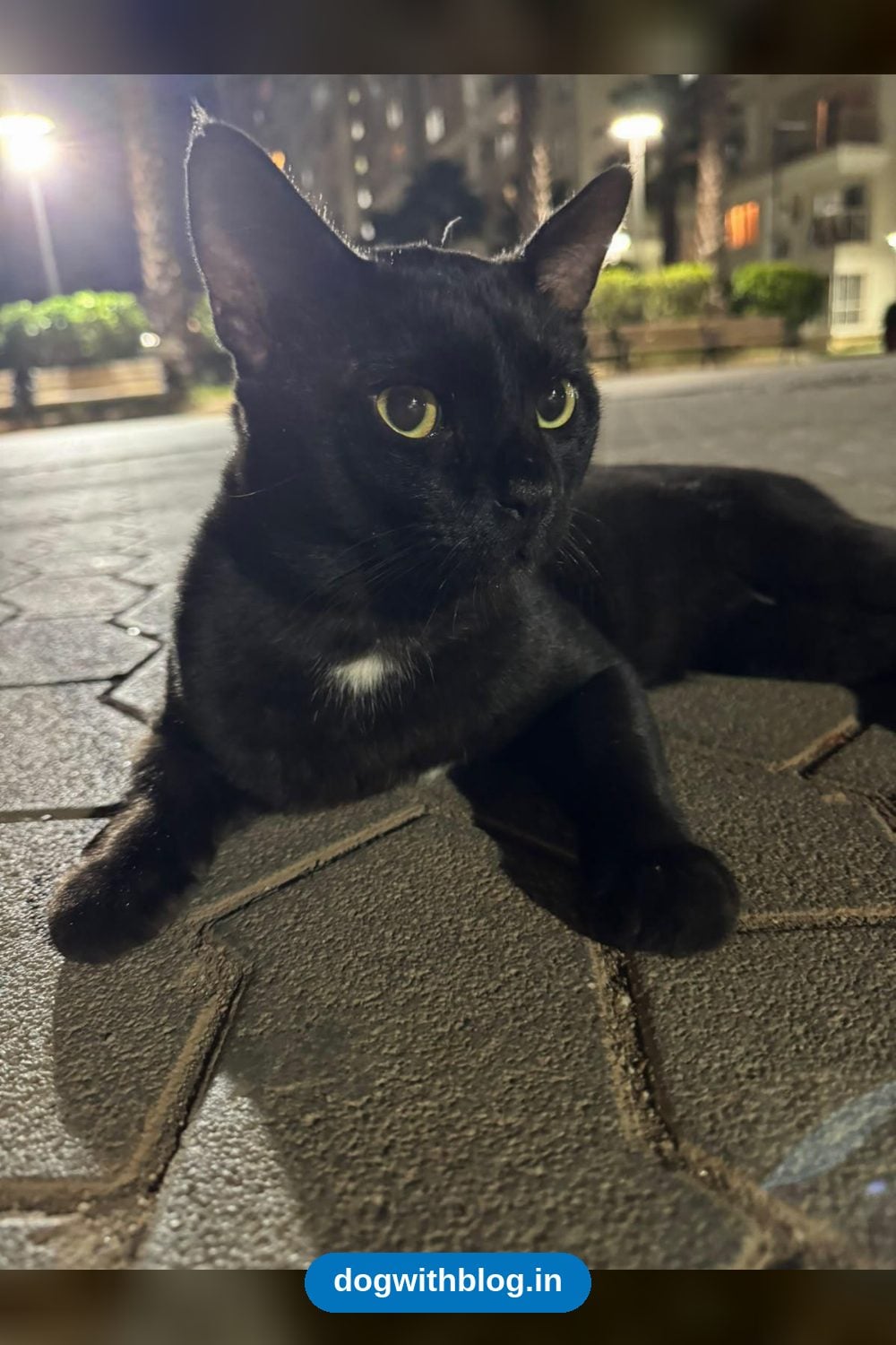 Noir, a Gentle Black Cat Who Was Let Go, Needs a Second Chance — Bengaluru