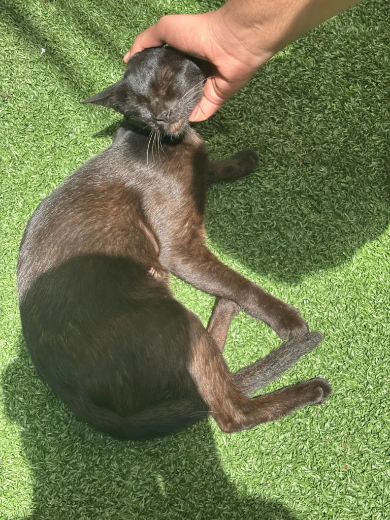 Black kitten lying on artificial grass while a hand strokes her head