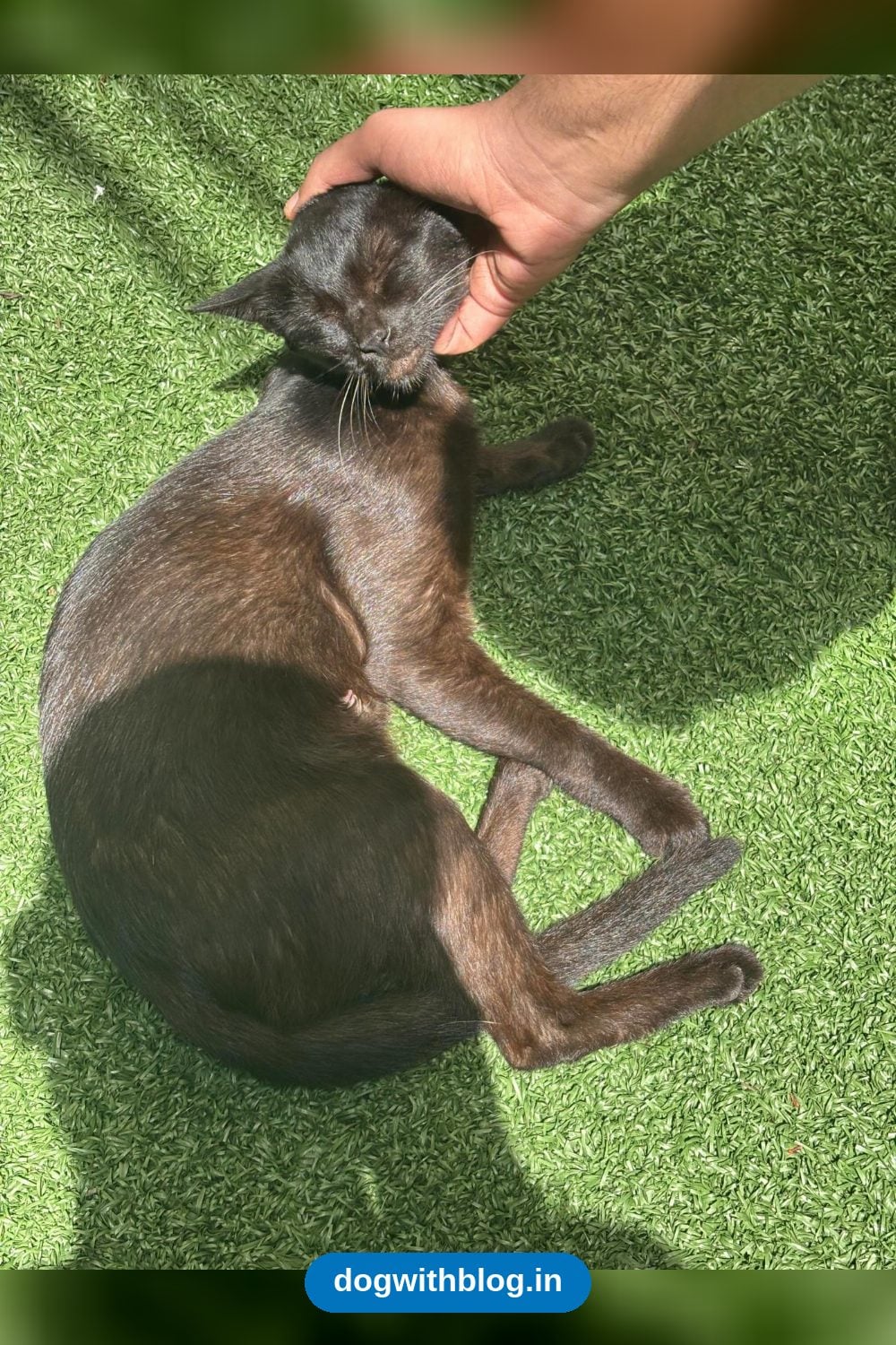 Friendly Black Kitten From Koramangala Needs a Home — Bengaluru