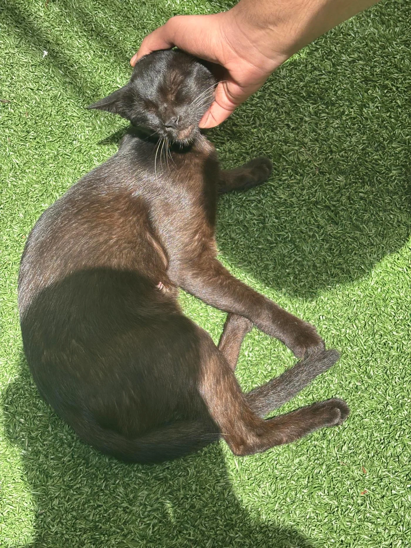 Friendly Black Kitten From Koramangala Needs a Home in Bengaluru