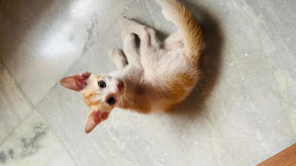 A white and orange kitten lying on its back on a grey marble floor, looking up at the camera