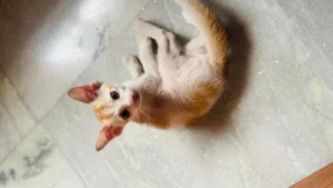 Healthy 1.5-Month-Old Male Kitten, Litter Trained, Comes With Litter Box and Food in Kolkata