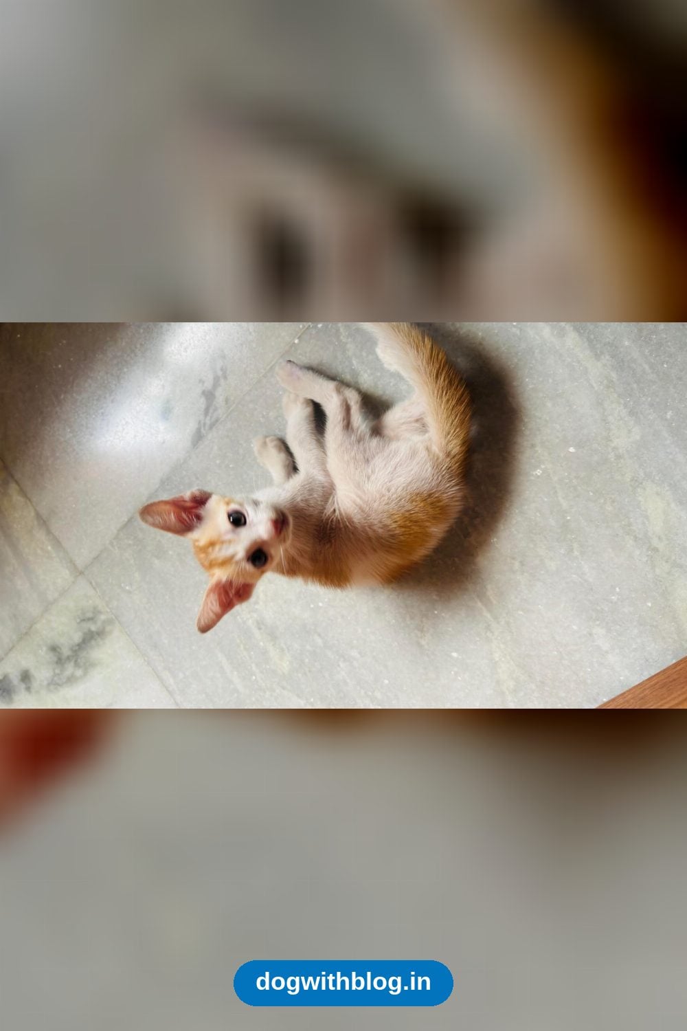 Healthy 1.5-Month-Old Male Kitten, Litter Trained, Comes With Litter Box and Food — Kolkata