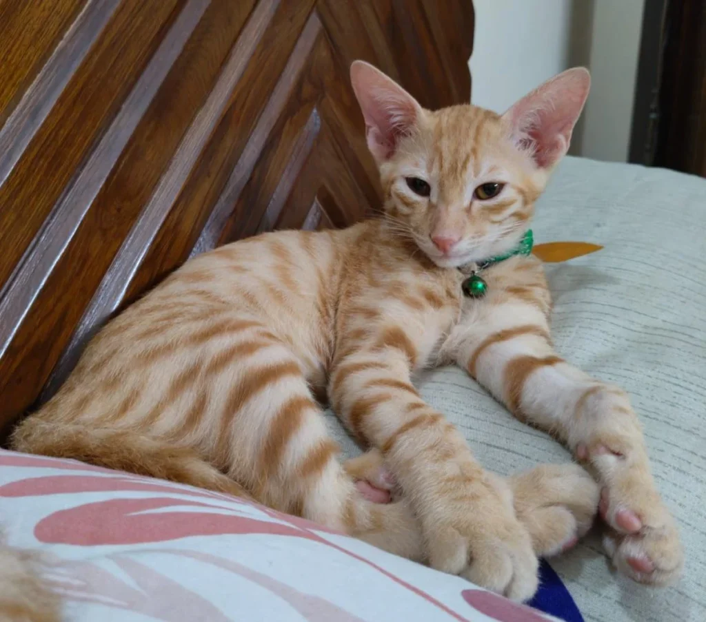 Orange tabby kitten with a green collar lounging on a bed with a wooden headboard