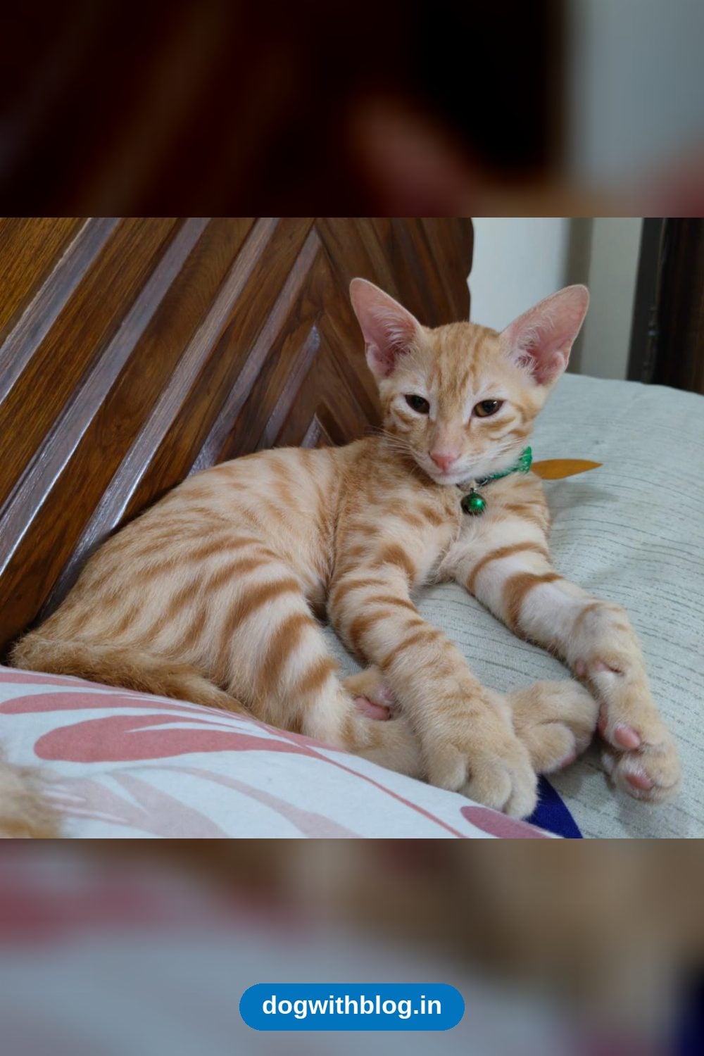Milo, a 3-Month-Old Orange Indie Kitten, Is Healthy After Jaundice — Delhi NCR