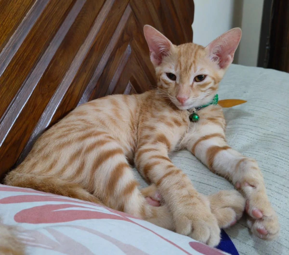 Milo, a 3-Month-Old Orange Indie Kitten, Is Healthy After Jaundice in Delhi NCR