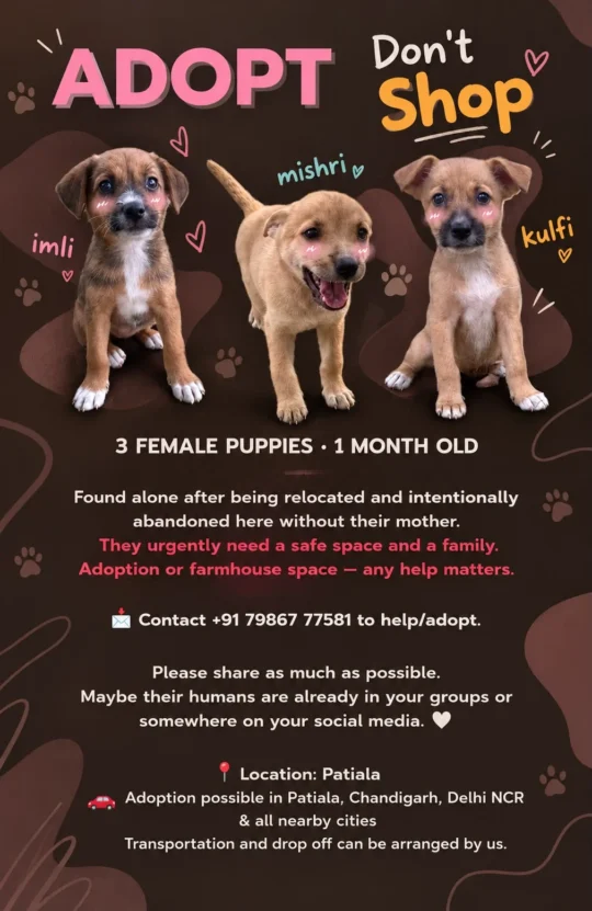 Imli, Mishri and Kulfi, Three One-Month, adoptable dog in Chandigarh