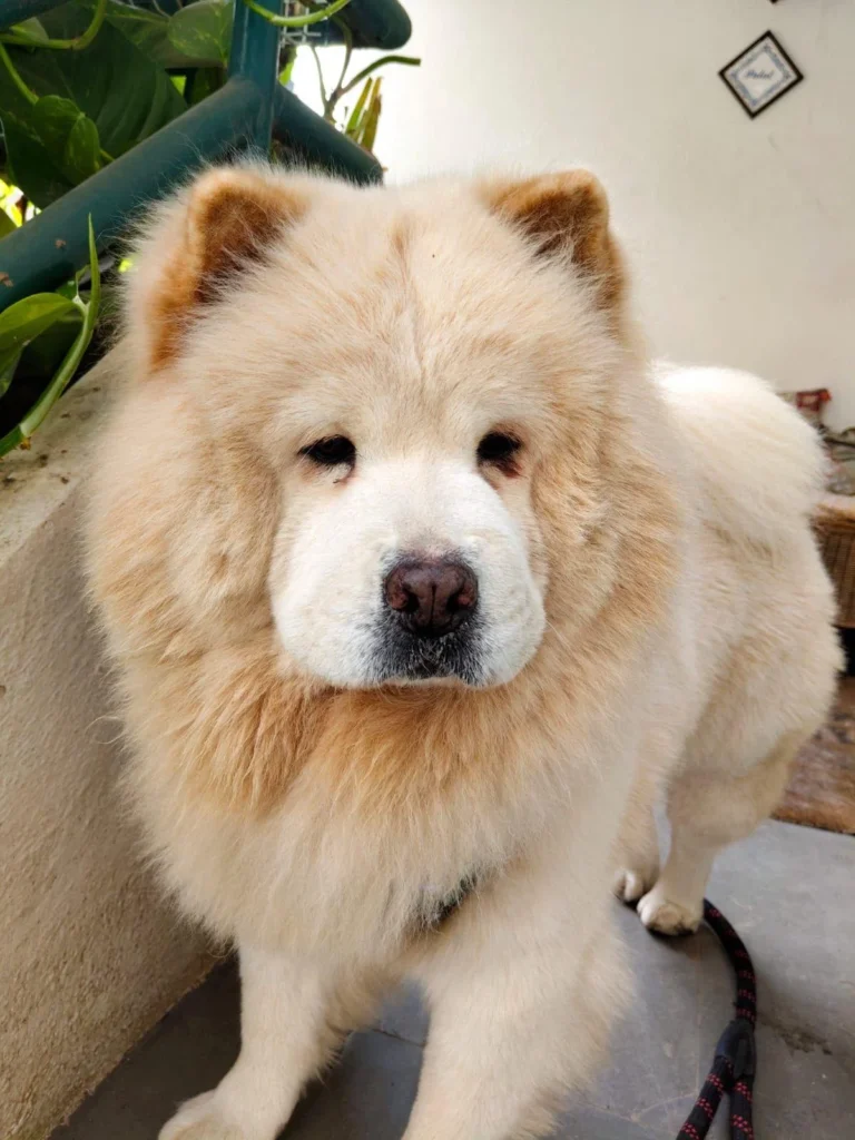 Xena, a fluffy cream-coloured dog with a thick mane, standing on a leash beside potted plants at home