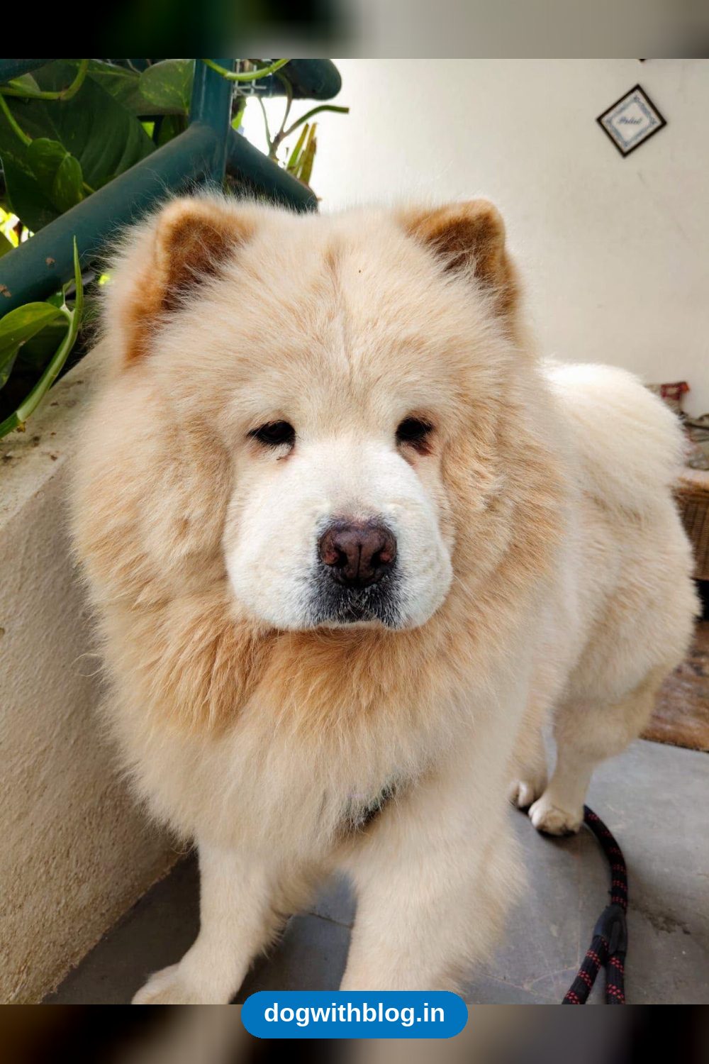 Reunited: Xena Is Back Home After Going Missing in Indiranagar in Bengaluru