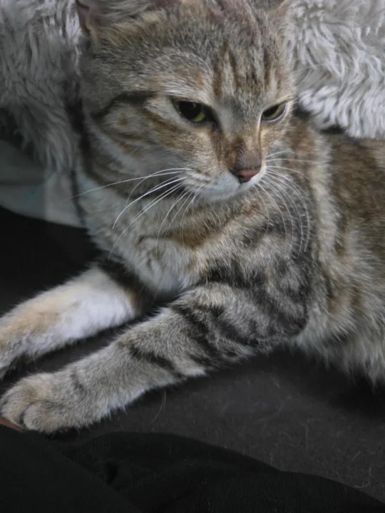 Weezi, a One-Year-Old Cat Who Has Warmed Up to People, Needs a Home, adoptable cat in Bengaluru