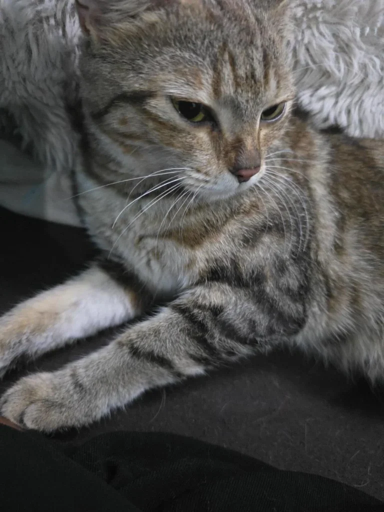 A grey and cream tabby cat lying on a dark cushion with her head turned to the side