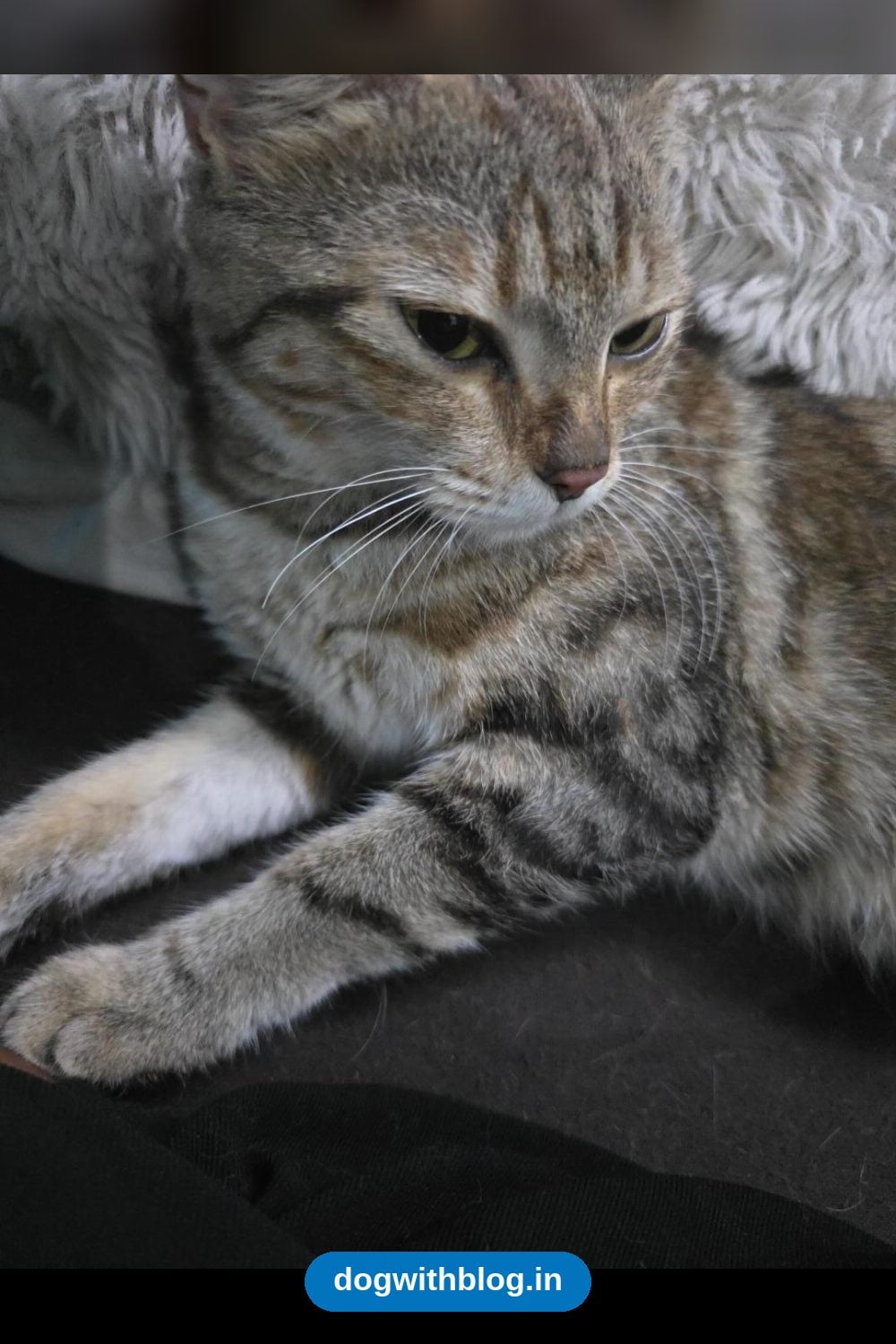 Weezi, a One-Year-Old Cat Who Has Warmed Up to People, Needs a Home — Bengaluru