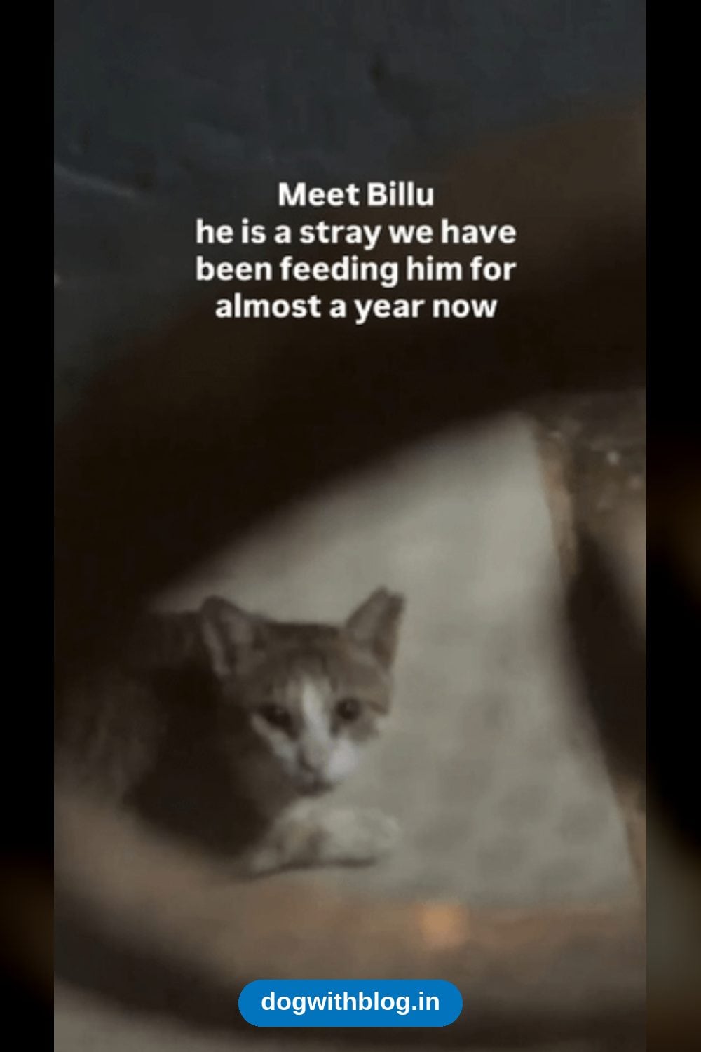 Billu, a Vaccinated, Neutered Stray Cat Fed for Almost a Year, Needs a Home — Mumbai