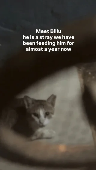 Video still captioned "Meet Billu, he is a stray we have been feeding for almost a year now", showing a grey and white cat looking at the camera from a shadowed ledge