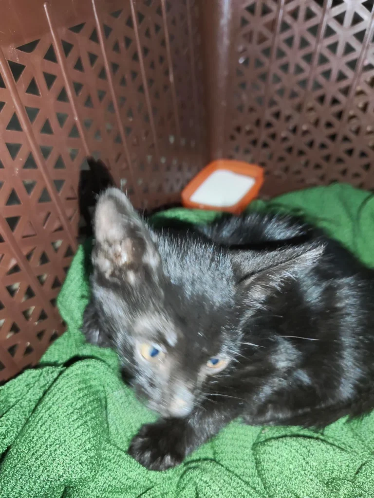 Small black kitten with blue-grey eyes resting on a green cloth inside a brown plastic basket, needing a foster home in Delhi