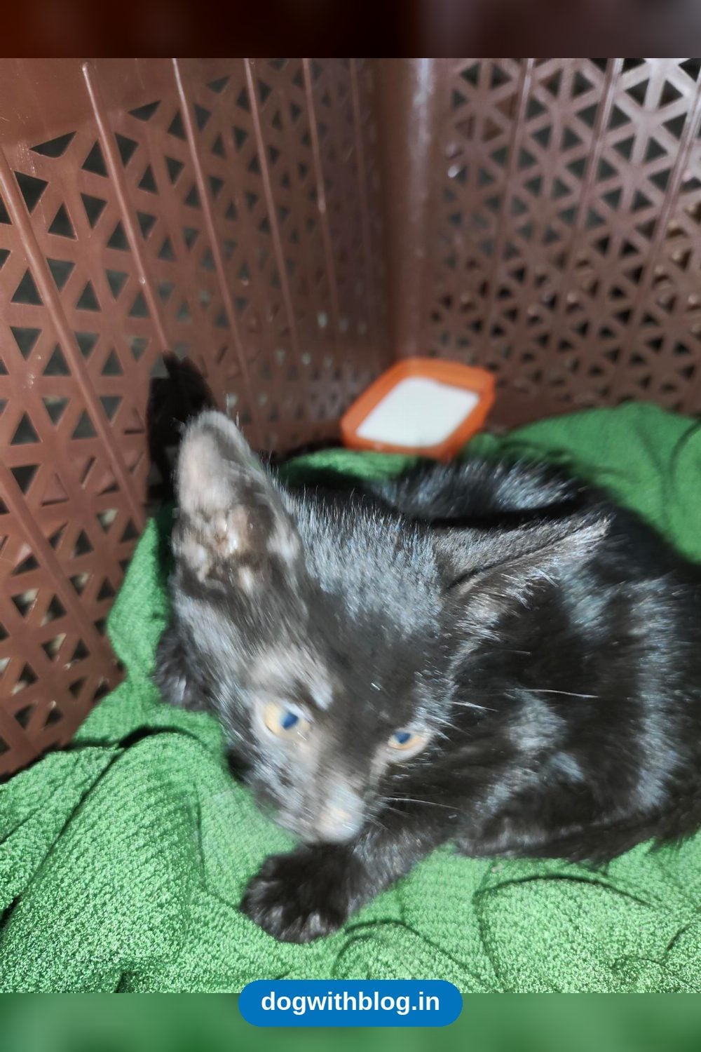 A Black Kitten Needs a Short Foster Stay While a Safe Adopter Is Found — Delhi NCR