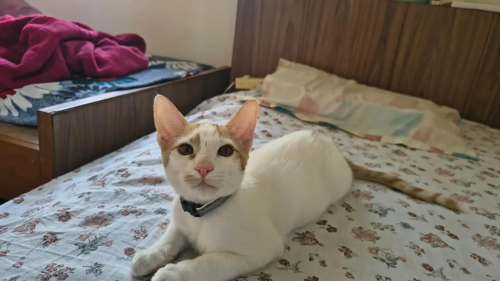 Lucifer, a white kitten with orange patches on his face and tail, wearing a collar and lying on a floral bedsheet