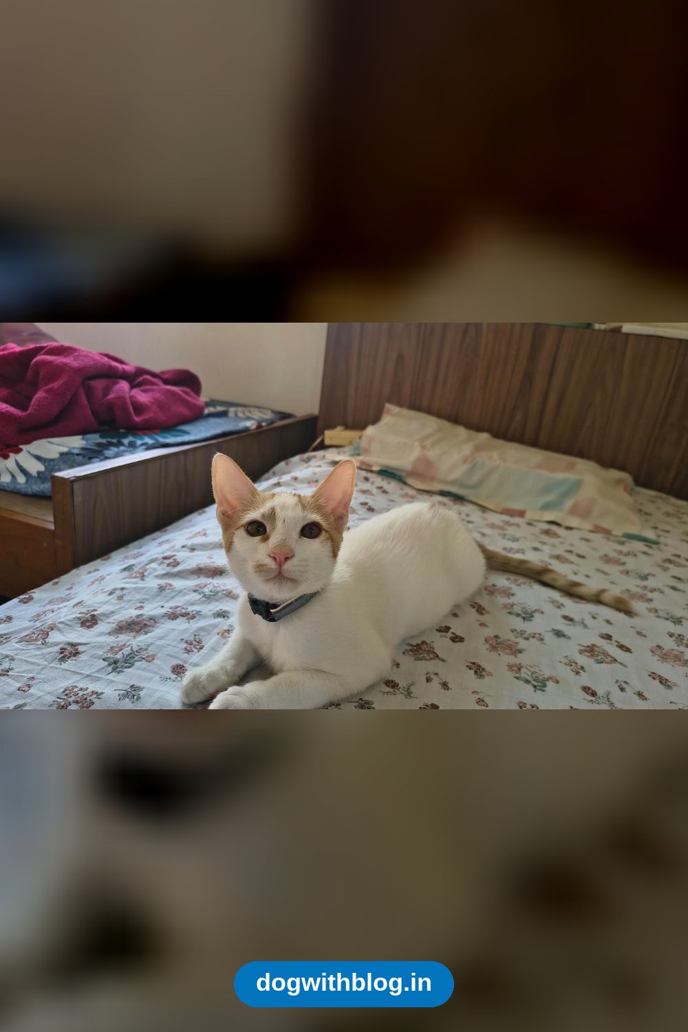Lucifer, a Four-Month-Old Kitten, Needs a Forever Home After His Mother Stopped Accepting Him — Pune